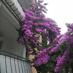 Appartement Jelena *